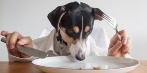 7 Human Foods That Are Healthy For Dogs | Viral Ventura