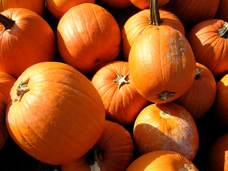 pumpkin-harvest