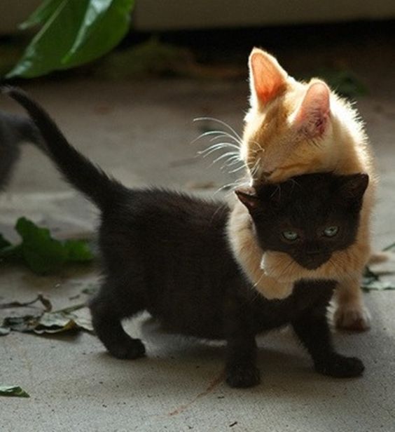 Image Credit: https://www.pinterest.com/pin/544443042431387715/