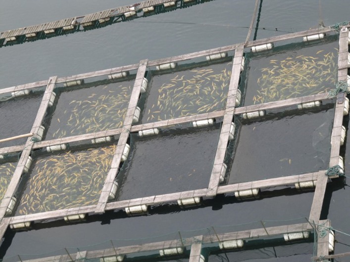 farmed-fish