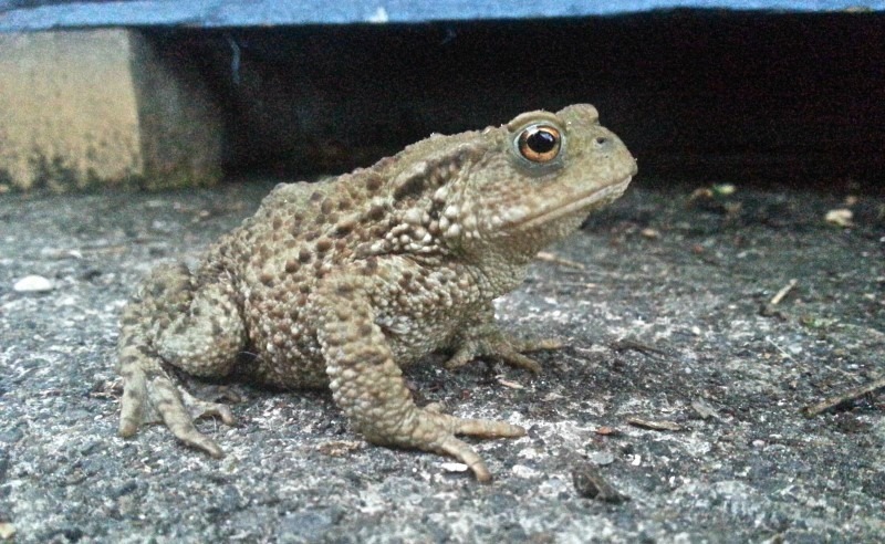 toad