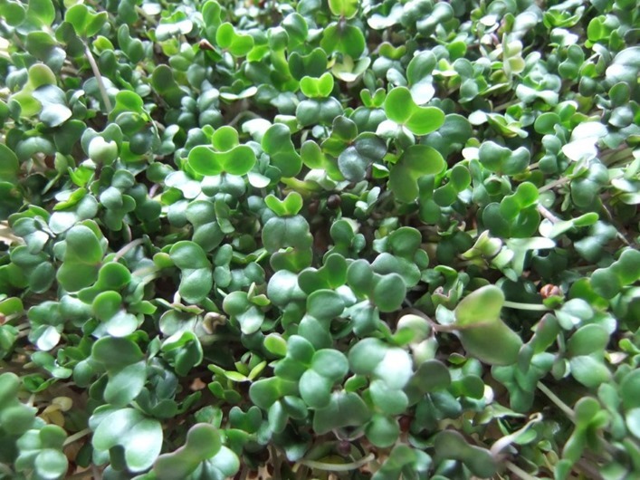 broccoli-sprouts