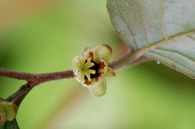 wild-almond